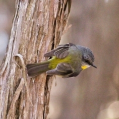 Eopsaltria australis (Eastern Yellow Robin) at Wonboyn, NSW - 16 Jul 2017 by RossMannell