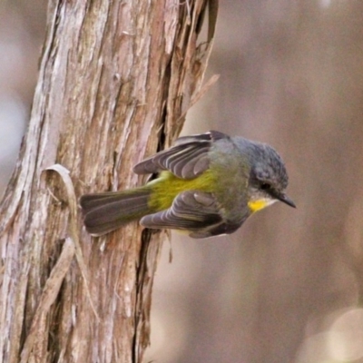 Eopsaltria australis (Eastern Yellow Robin) at Nadgee Nature Reserve - 15 Jul 2017 by RossMannell