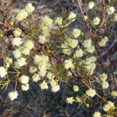 Acacia genistifolia (Early Wattle) at Mount Mugga Mugga - 22 Jul 2017 by Mike