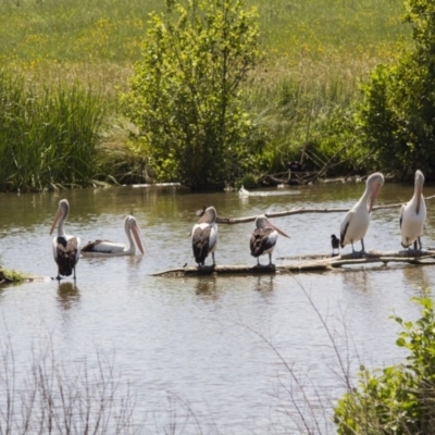 Pelecanus conspicillatus (Australian Pelican) at Jerrabomberra Wetlands - 21 Nov 2015 by AlisonMilton