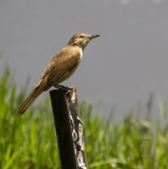 Acrocephalus australis (Australian Reed-Warbler) at Fyshwick, ACT - 21 Nov 2015 by AlisonMilton