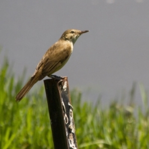 Acrocephalus australis at Fyshwick, ACT - 21 Nov 2015