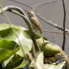 Acrocephalus australis at Fyshwick, ACT - 21 Nov 2015