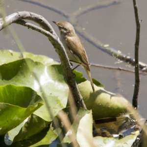 Acrocephalus australis at Fyshwick, ACT - 21 Nov 2015