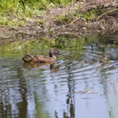 Spatula rhynchotis (Australasian Shoveler) at Fyshwick, ACT - 21 Nov 2015 by AlisonMilton