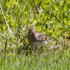 Gallinago hardwickii (Latham's Snipe) at Fyshwick, ACT - 21 Nov 2015 by Alison Milton