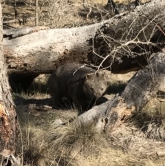 Vombatus ursinus (Common wombat, Bare-nosed Wombat) at QPRC LGA - 22 Jul 2017 by yellowboxwoodland