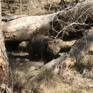 Vombatus ursinus at Bungendore, NSW - 22 Jul 2017