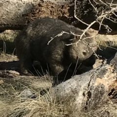 Vombatus ursinus at Bungendore, NSW - 22 Jul 2017 04:15 PM