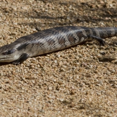 Tiliqua scincoides scincoides (Eastern Blue-tongue) at Jerrabomberra Wetlands - 11 Dec 2015 by AlisonMilton