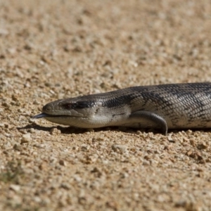 Tiliqua scincoides scincoides at Fyshwick, ACT - 11 Dec 2015