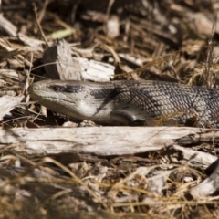 Tiliqua scincoides scincoides at Fyshwick, ACT - 11 Dec 2015