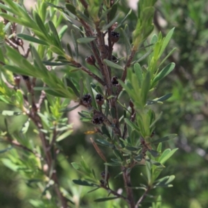 Gaudium brevipes at Gundaroo, NSW - 19 Nov 2016