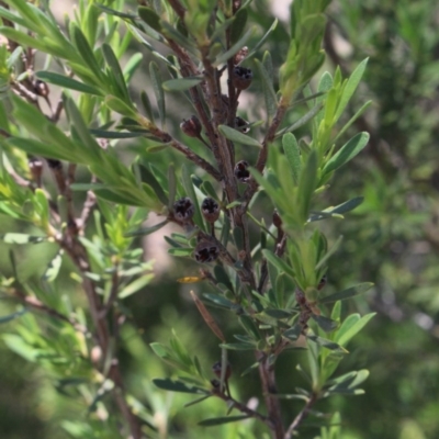 Gaudium brevipes (Grey Tea-tree) at Gundaroo, NSW - 19 Nov 2016 by MaartjeSevenster