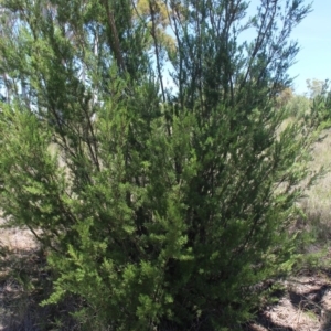 Gaudium brevipes at Gundaroo, NSW - 19 Nov 2016