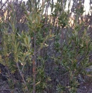 Styphelia triflora at Wamboin, NSW - 22 Jul 2017 04:28 PM