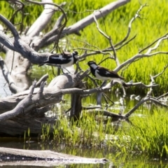 Grallina cyanoleuca (Magpie-lark) at Fyshwick, ACT - 11 Dec 2015 by AlisonMilton