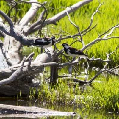 Grallina cyanoleuca (Magpie-lark) at Fyshwick, ACT - 11 Dec 2015 by Alison Milton