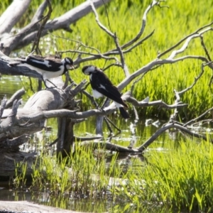 Grallina cyanoleuca at Fyshwick, ACT - 11 Dec 2015 04:36 PM