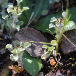 Stuartina muelleri at Gundaroo, NSW - 16 Oct 2016