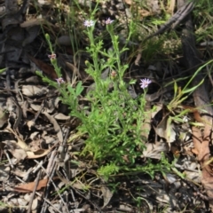 Vittadinia muelleri (Narrow-leafed New Holland Daisy) at MTR591 at Gundaroo - 27 Nov 2016 by MaartjeSevenster