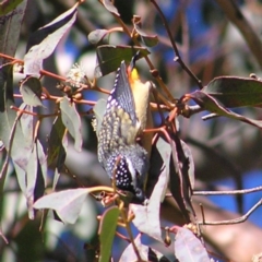 Pardalotus punctatus (Spotted Pardalote) at Kambah, ACT - 22 Jul 2017 by MatthewFrawley