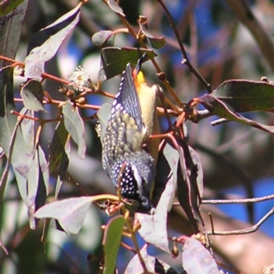 Pardalotus punctatus (Spotted Pardalote) at Kambah, ACT - 22 Jul 2017 by MatthewFrawley