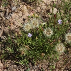 Vittadinia gracilis (New Holland Daisy) at MTR591 at Gundaroo - 27 Nov 2016 by MaartjeSevenster