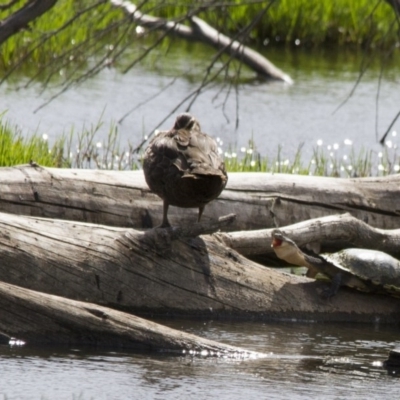 Chelodina longicollis (Eastern Long-necked Turtle) at Jerrabomberra Wetlands - 11 Dec 2015 by AlisonMilton