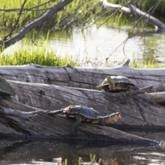 Chelodina longicollis at Fyshwick, ACT - 11 Dec 2015