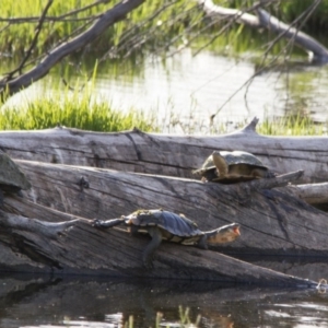 Chelodina longicollis at Fyshwick, ACT - 11 Dec 2015 06:46 PM