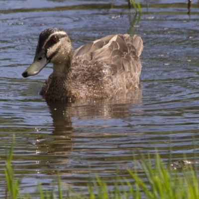 Anas superciliosa (Pacific Black Duck) at Fyshwick, ACT - 11 Dec 2015 by AlisonMilton