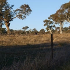 Petroica boodang (Scarlet Robin) at Belconnen, ACT - 22 Jul 2017 by ClubFED