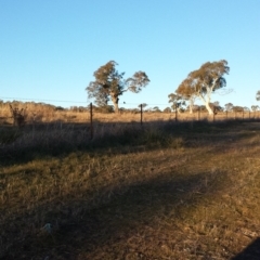 Petroica boodang at Molonglo River Reserve - 22 Jul 2017