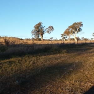 Petroica boodang at Molonglo River Reserve - 22 Jul 2017 04:38 PM