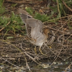 Gallinago hardwickii (Latham's Snipe) at Jerrabomberra Wetlands - 11 Dec 2015 by AlisonMilton