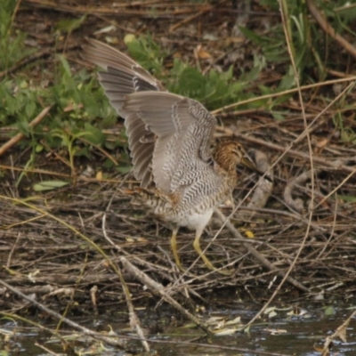 Gallinago hardwickii (Latham's Snipe) at Jerrabomberra Wetlands - 11 Dec 2015 by Alison Milton