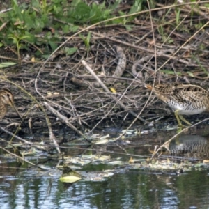 Gallinago hardwickii at Fyshwick, ACT - 11 Dec 2015 03:52 PM