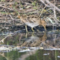 Gallinago hardwickii at Fyshwick, ACT - 11 Dec 2015 03:52 PM