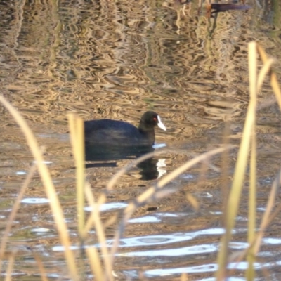 Fulica atra (Eurasian Coot) at Giralang, ACT - 22 Jul 2017 by AndyRussell