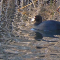 Fulica atra at Giralang, ACT - 22 Jul 2017