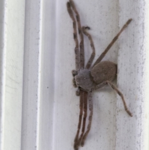 Isopeda sp. (genus) at Higgins, ACT - 30 Jan 2017