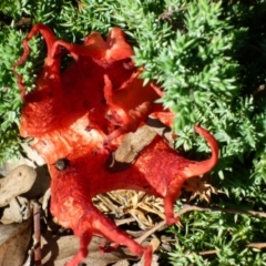 Clathrus archeri (Seastar Stinkhorn) at Belconnen, ACT - 12 Mar 2011 by Alison Milton