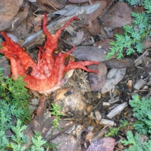 Clathrus archeri at Belconnen, ACT - suppressed