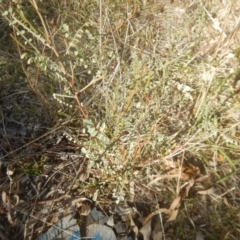 Indigofera adesmiifolia (Tick Indigo) at Garran, ACT - 22 Jul 2017 by MichaelMulvaney