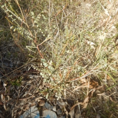 Indigofera adesmiifolia (Tick Indigo) at Garran, ACT - 22 Jul 2017 by MichaelMulvaney