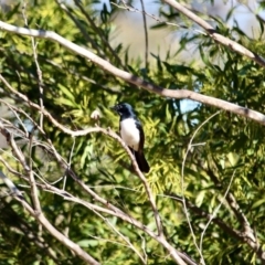 Rhipidura leucophrys (Willie Wagtail) at Bemboka River Reserve - 17 Jul 2017 by RossMannell