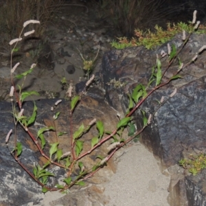 Persicaria decipiens at Paddys River, ACT - 7 Mar 2017