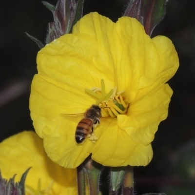Apis mellifera (European honey bee) at Point Hut to Tharwa - 7 Mar 2017 by michaelb