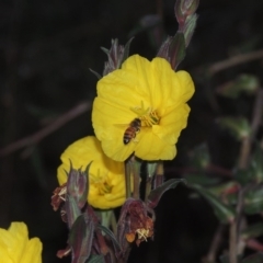 Oenothera stricta subsp. stricta (Common Evening Primrose) at Point Hut to Tharwa - 7 Mar 2017 by michaelb